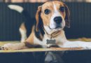 Pet Identification: A Must for Pets Who Travel