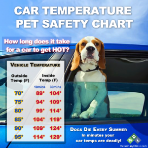 How We Monitor the Temperature in our RV to Protect Our Dogs from Excessive  Heat — Class C Broads