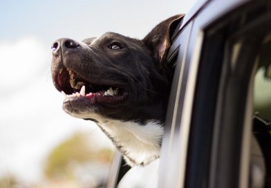 Temperature Monitoring Systems for Pets in RVs, Vehicles and Homes