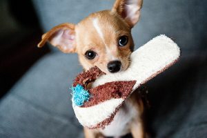 Keep your puppy from chewing your belongings by using a crate. TiresAndTails.com