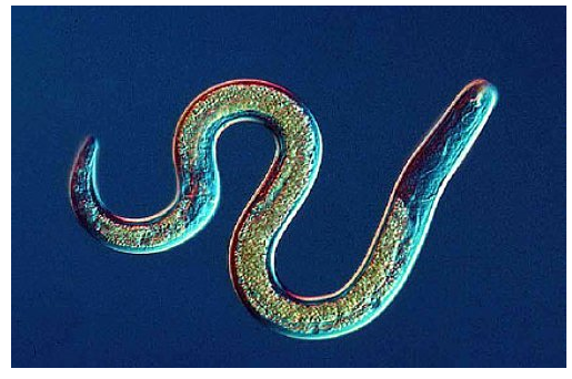 Beneficial nematodes are a natural solution used to rid your yard of fleas.