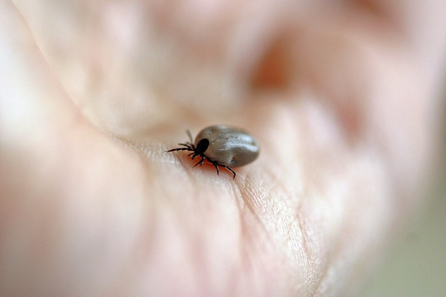 Ticks carry many diseases which is why it is important to treat your pets with flea and tick prevention products.